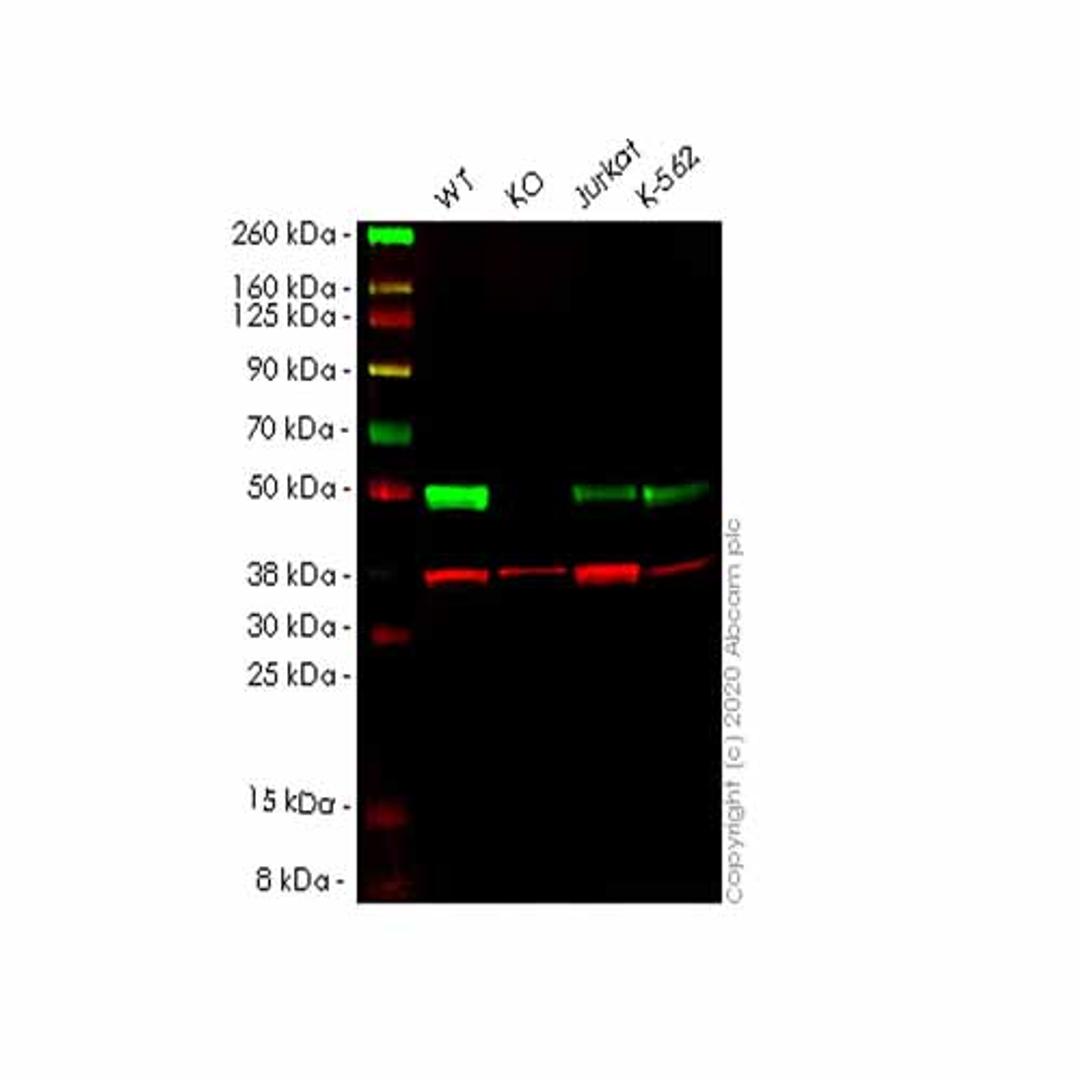 Human SRSF6 (SR protein repeat) knockout HEK293T cell line - Abcam plc - Life Sciences