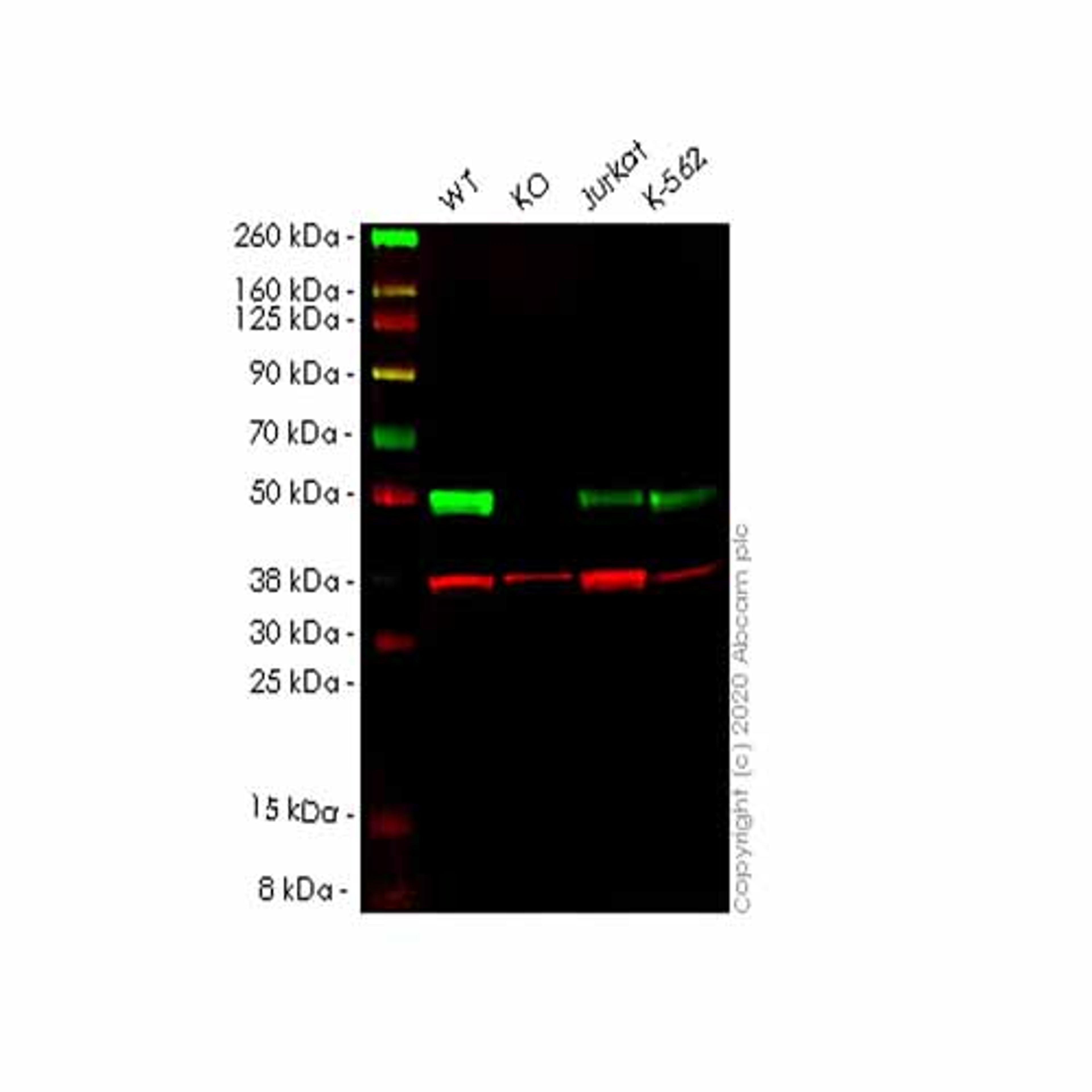 Human SRSF6 (SR protein repeat) knockout HEK293T cell line - Abcam plc - Life Sciences