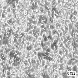 HepG2 - Cell Lines Service GmbH - Life Sciences