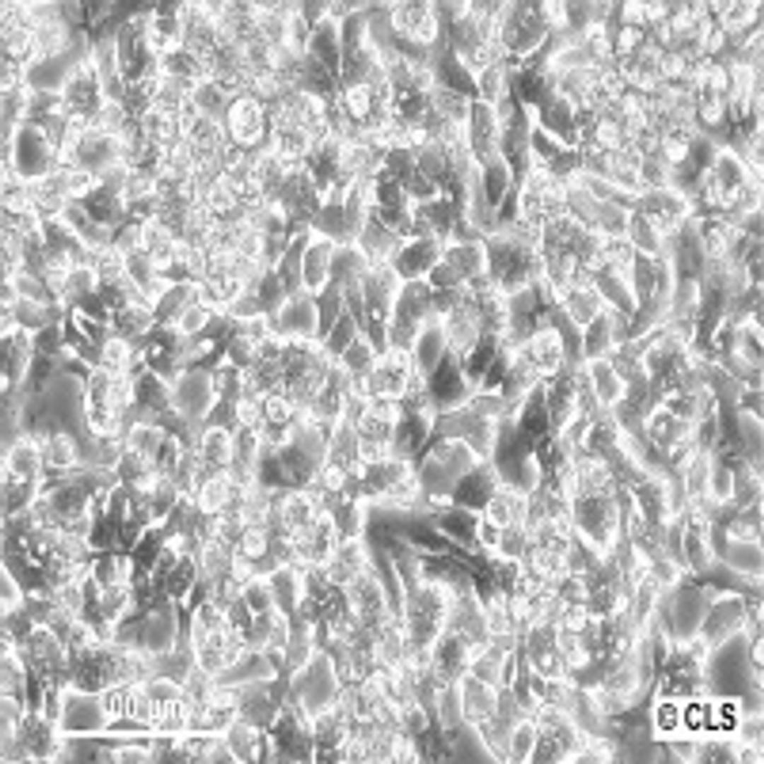 HepG2 - Cell Lines Service GmbH - Life Sciences
