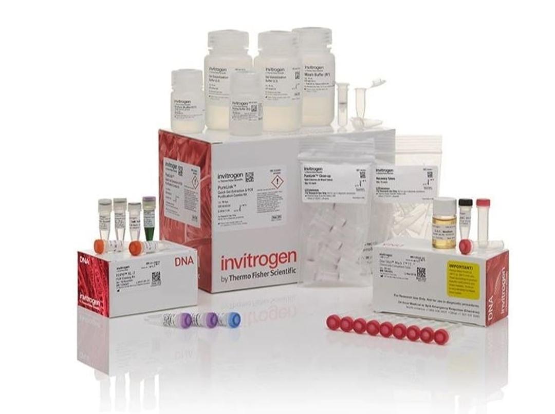 TOPO™ XL-2 Complete PCR Cloning Kit, with One Shot™ OmniMAX™ 2 T1R Chemically Competent E. coli Cells - Thermo Fisher Scientific - Life Sciences