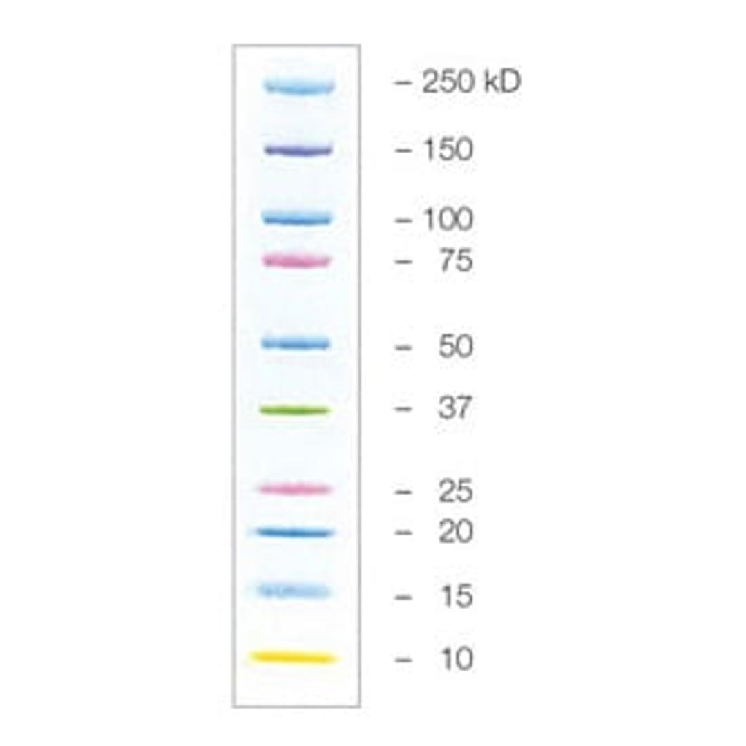 Precision Plus Protein™ Kaleidoscope™ Prestained Protein Standards - Bio-Rad - Life Sciences