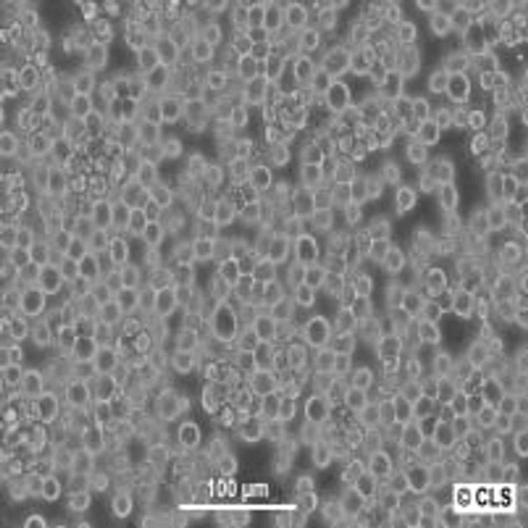 Sf9 - Cell Lines Service GmbH - Life Sciences