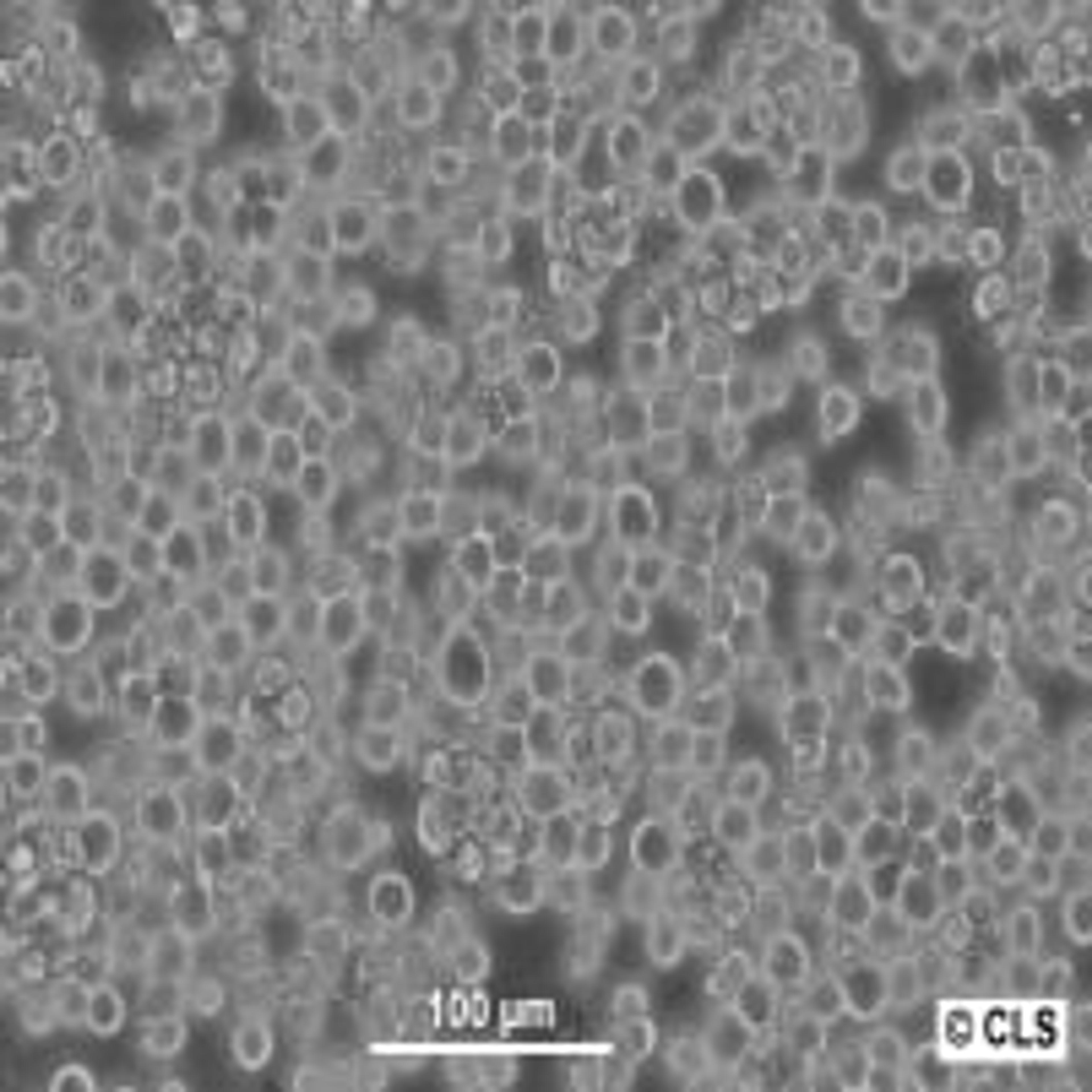 Sf9 - Cell Lines Service GmbH - Life Sciences