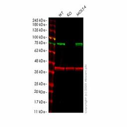 Human TRMT2A (HTF9C) knockout HeLa cell line - Abcam plc - Life Sciences