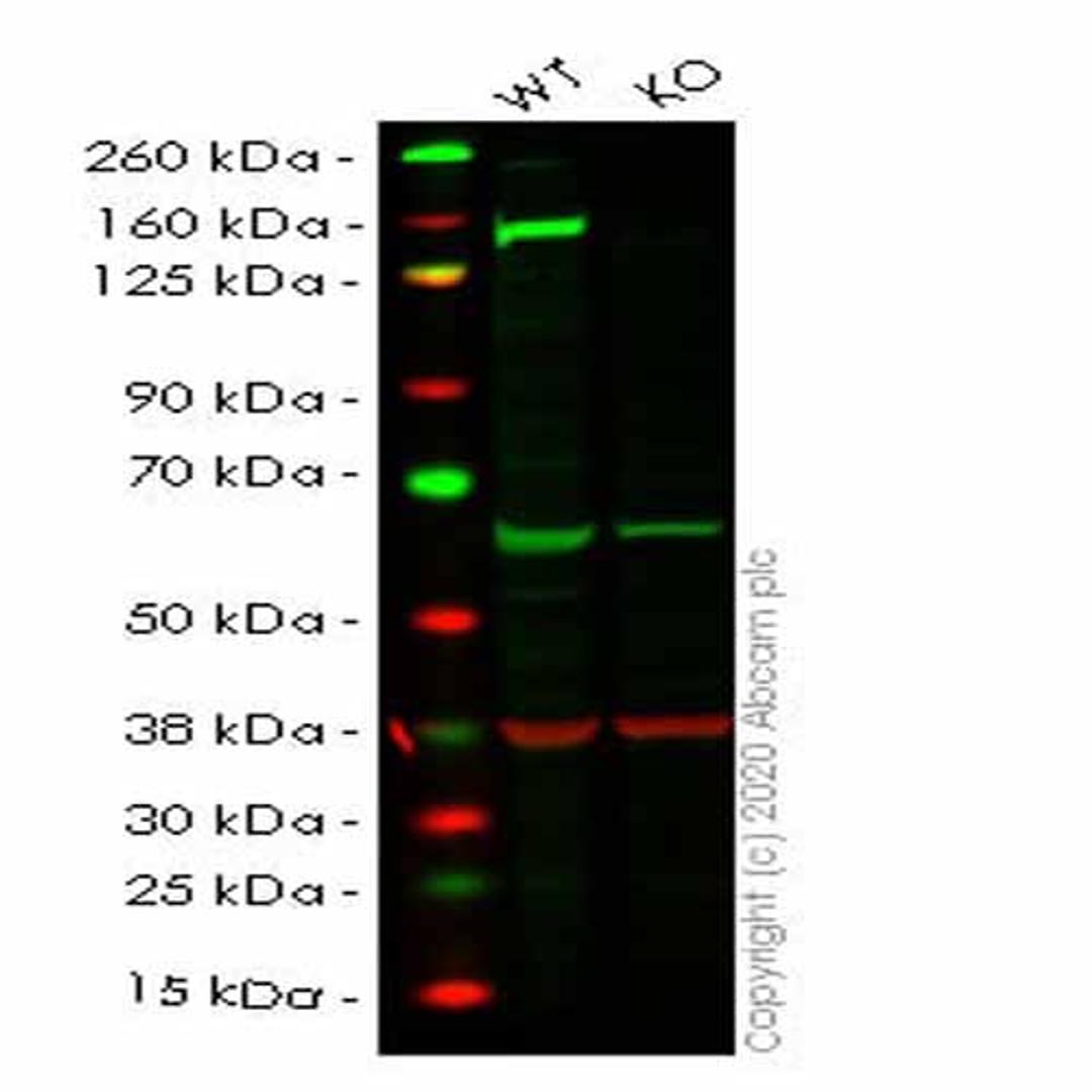 Human PLCG1 (Phospholipase C gamma 1/PLC-gamma-1) knockout HEK293T cell line - Abcam plc - Life Sciences
