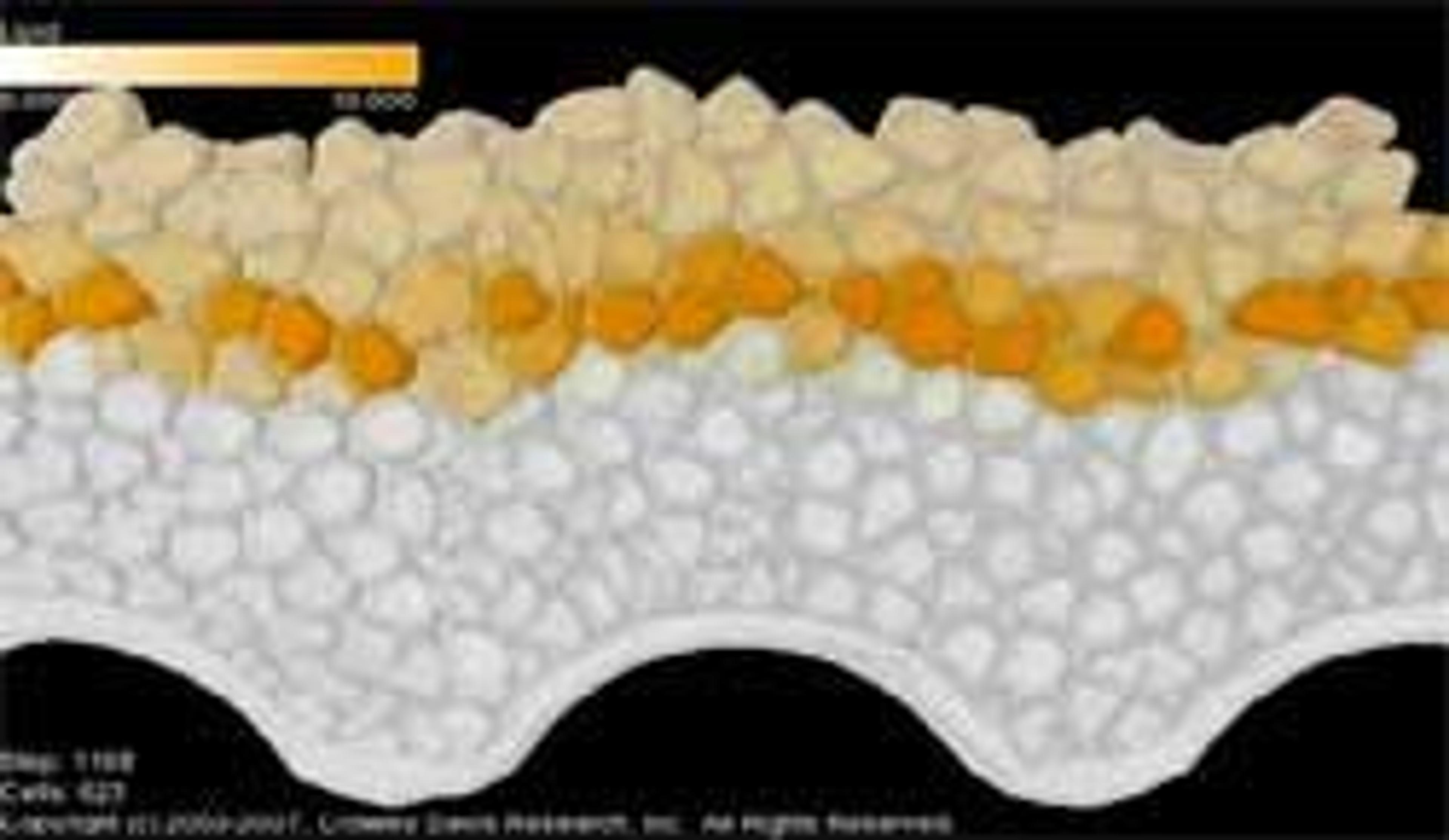 Biomedical Research Services - Virtual Tissue - Endogenics - Life Sciences
