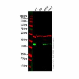 Human ATG3 knockout HEK293T cell line - Abcam plc - Life Sciences