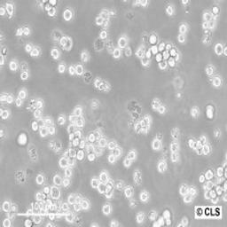 NB-4 - Cell Lines Service GmbH - Life Sciences