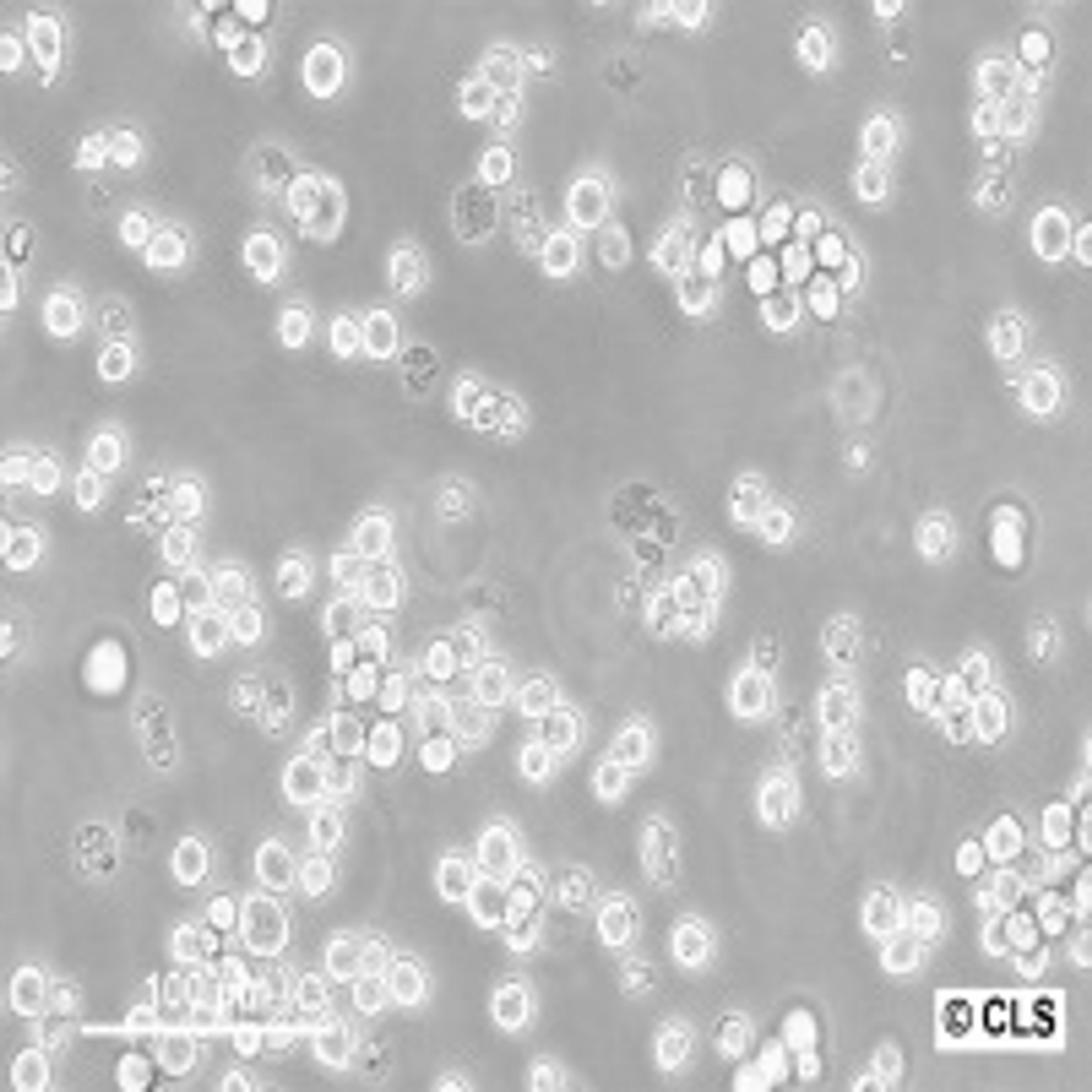 NB-4 - Cell Lines Service GmbH - Life Sciences