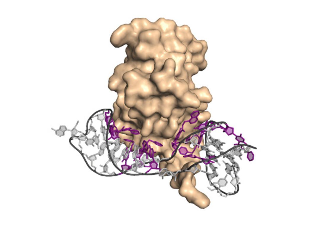 Single SOMAmer Reagents (SSRs) - SomaLogic - Life Sciences