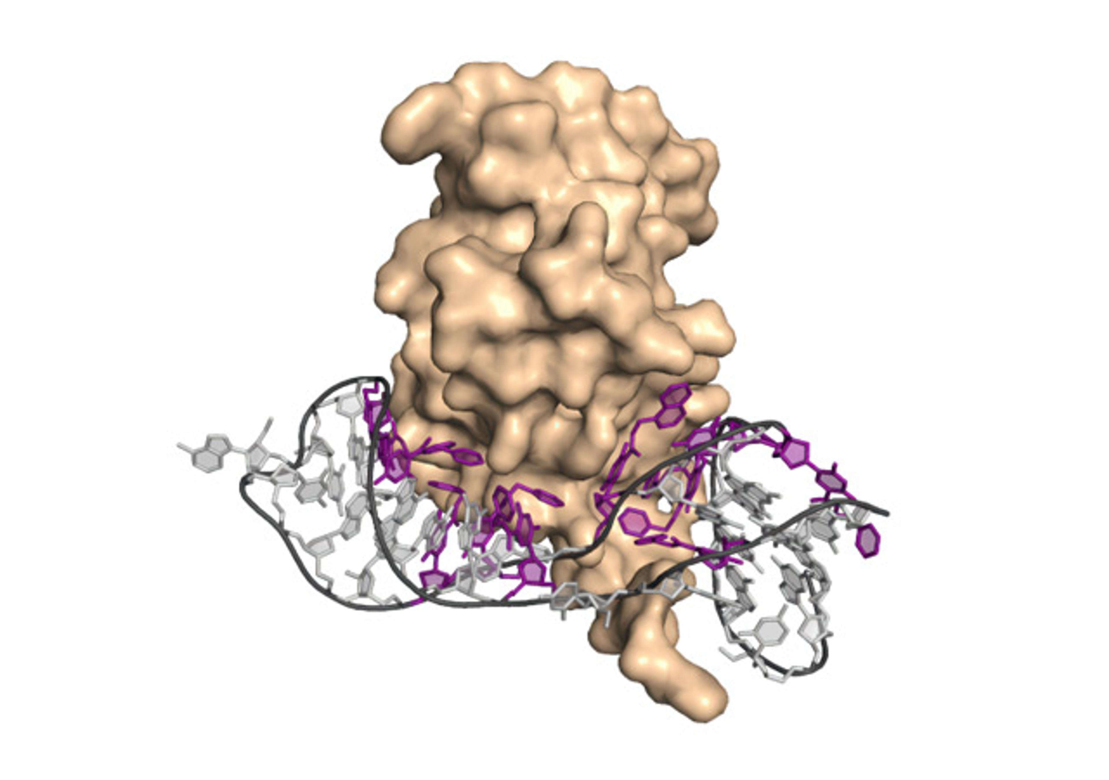 Single SOMAmer Reagents (SSRs) - SomaLogic - Life Sciences