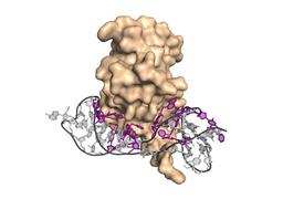 Single SOMAmer Reagents (SSRs) - SomaLogic - Life Sciences
