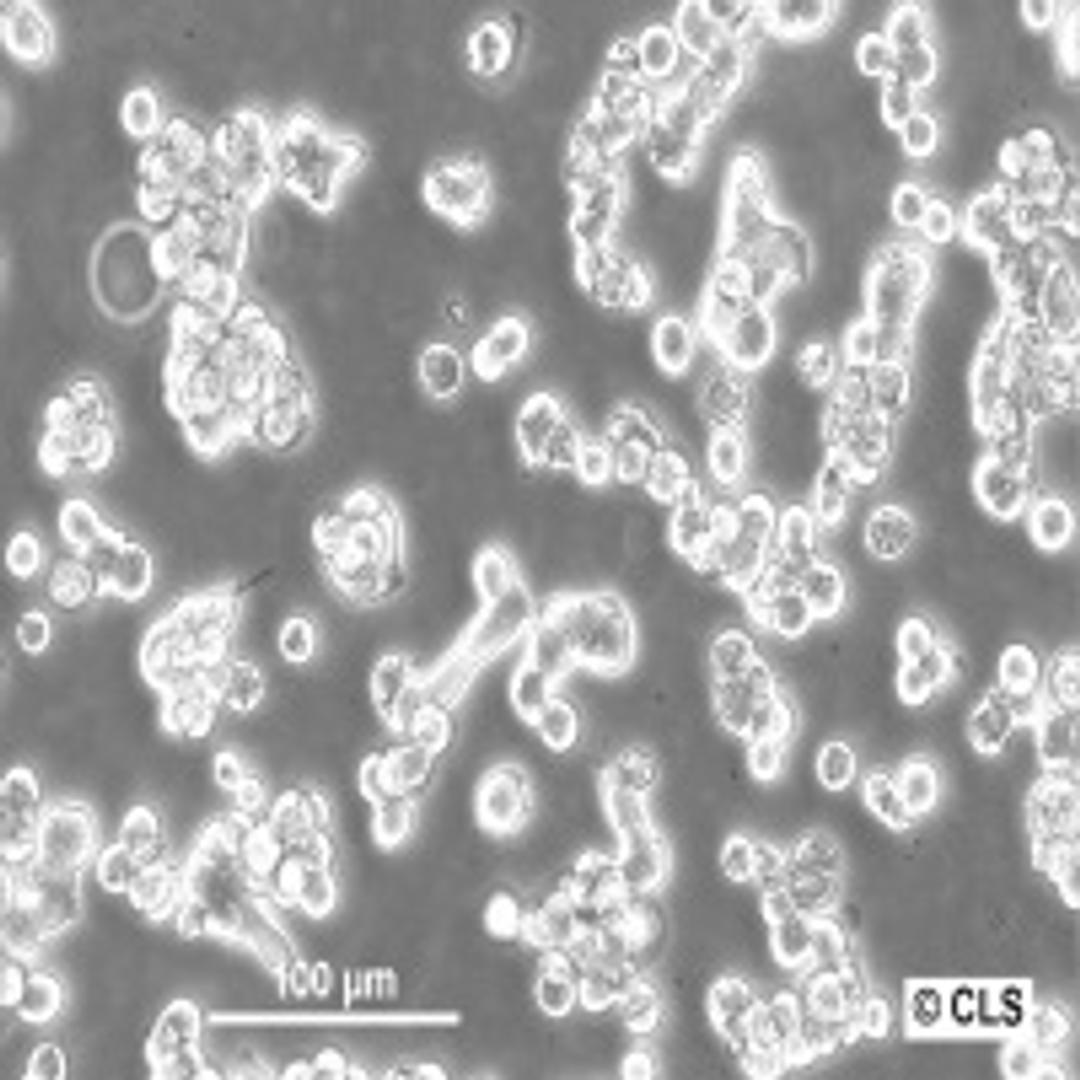 ZR-75-1 - Cell Lines Service GmbH - Life Sciences