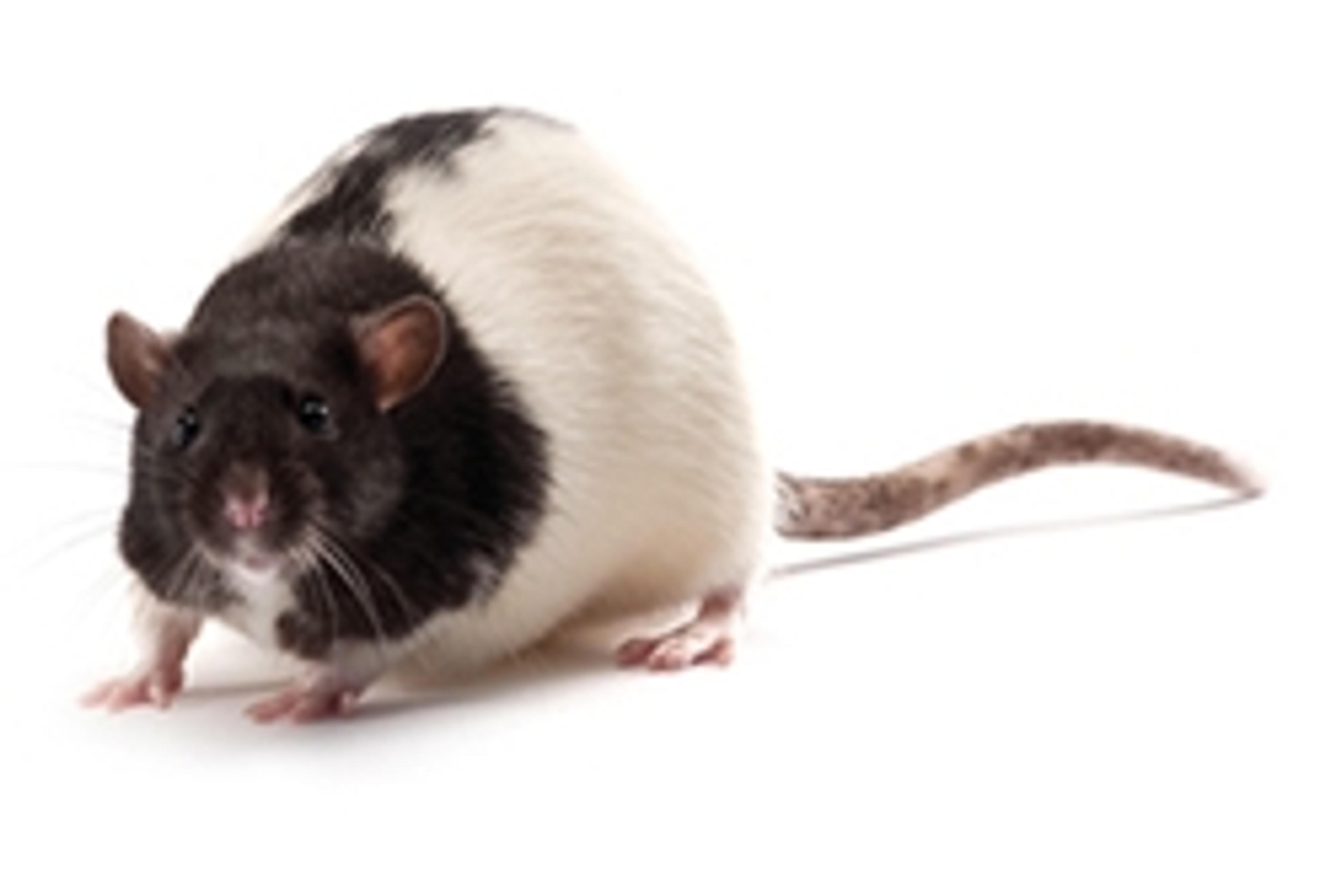 ZDF Rat - Charles River - Drug discovery > Pre-Clinical Development