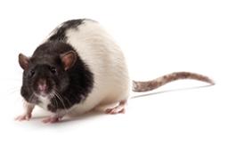 ZDF Rat - Charles River - Drug discovery > Pre-Clinical Development