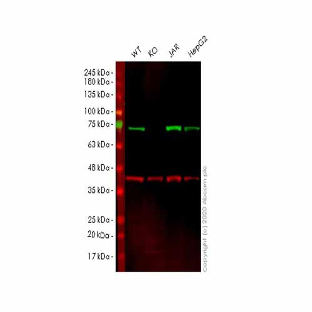 Human TRIP10 (Cip4) knockout HEK293T cell line - Abcam plc - Life Sciences