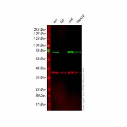 Human TRIP10 (Cip4) knockout HEK293T cell line - Abcam plc - Life Sciences