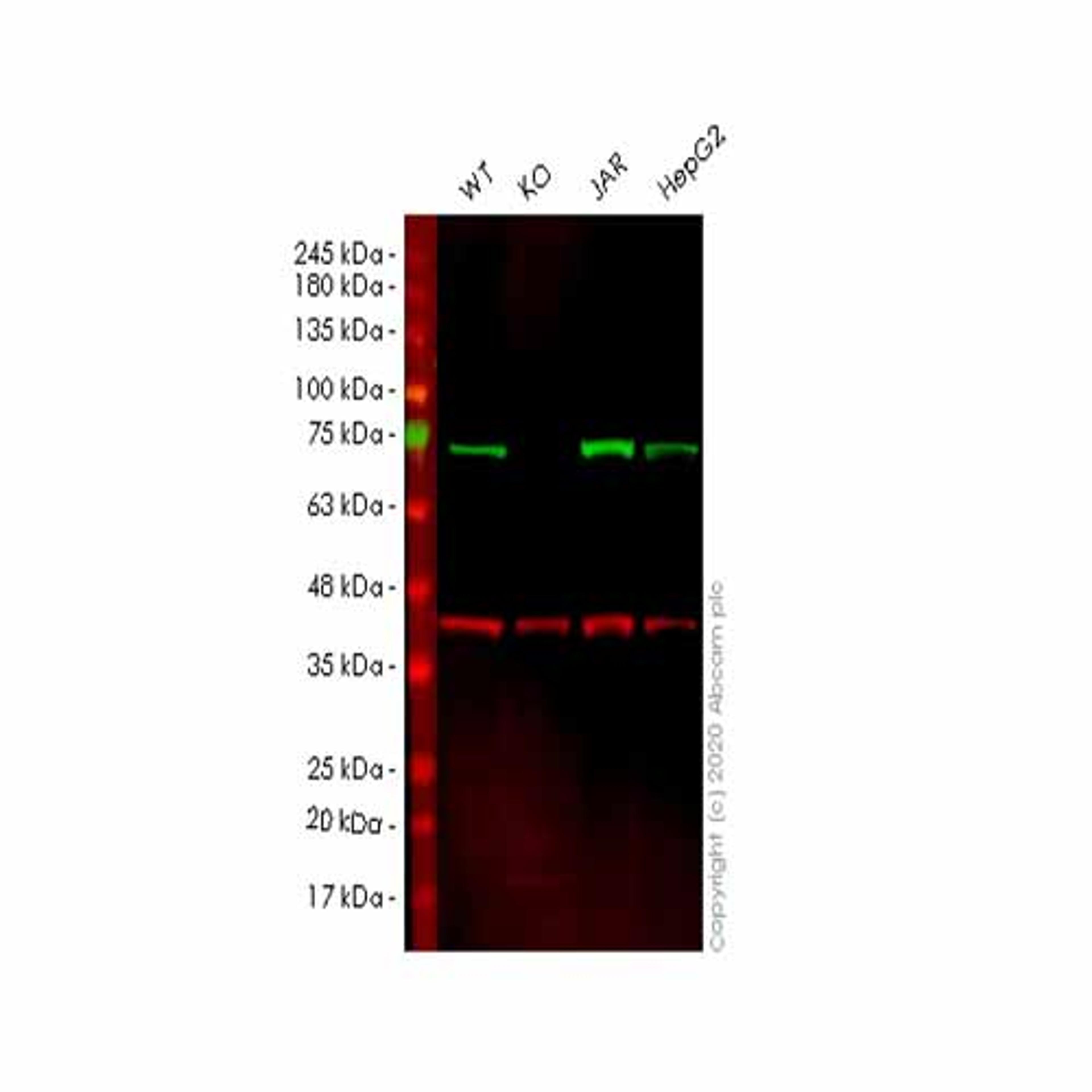 Human TRIP10 (Cip4) knockout HEK293T cell line - Abcam plc - Life Sciences