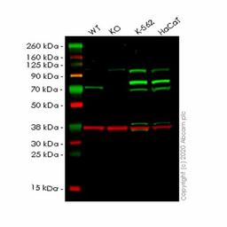 Human GBP2 knockout A549 cell line - Abcam plc - Life Sciences