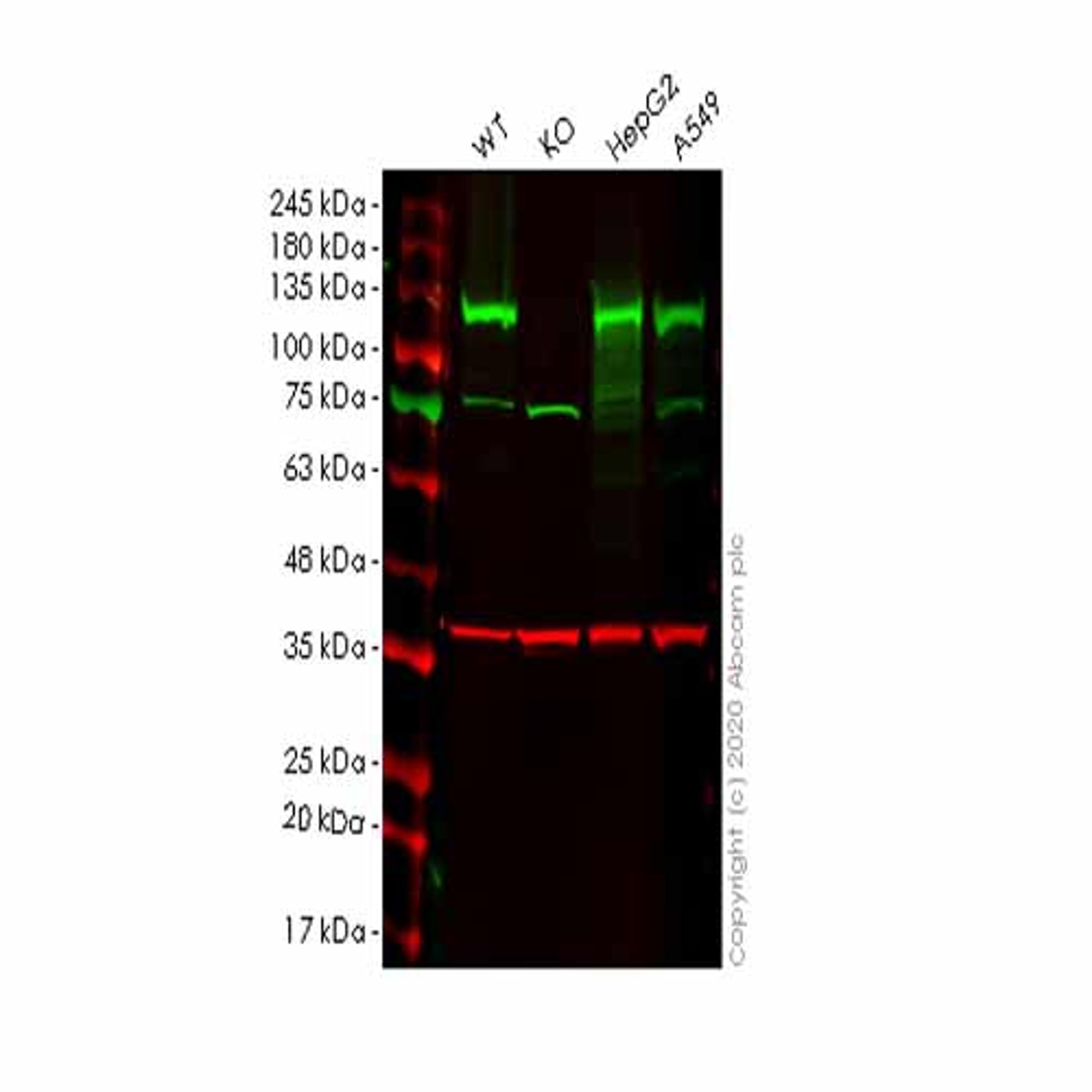 Human IPO4 (Importin4/Imp4) knockout HEK293T cell line - Abcam plc - Life Sciences