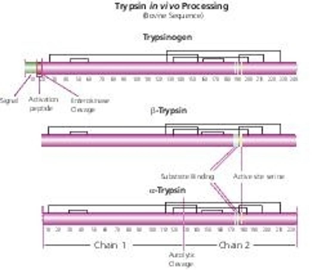 Trypsin from bovine pancreas - Merck KGaA, Darmstadt, Germany - Life Sciences