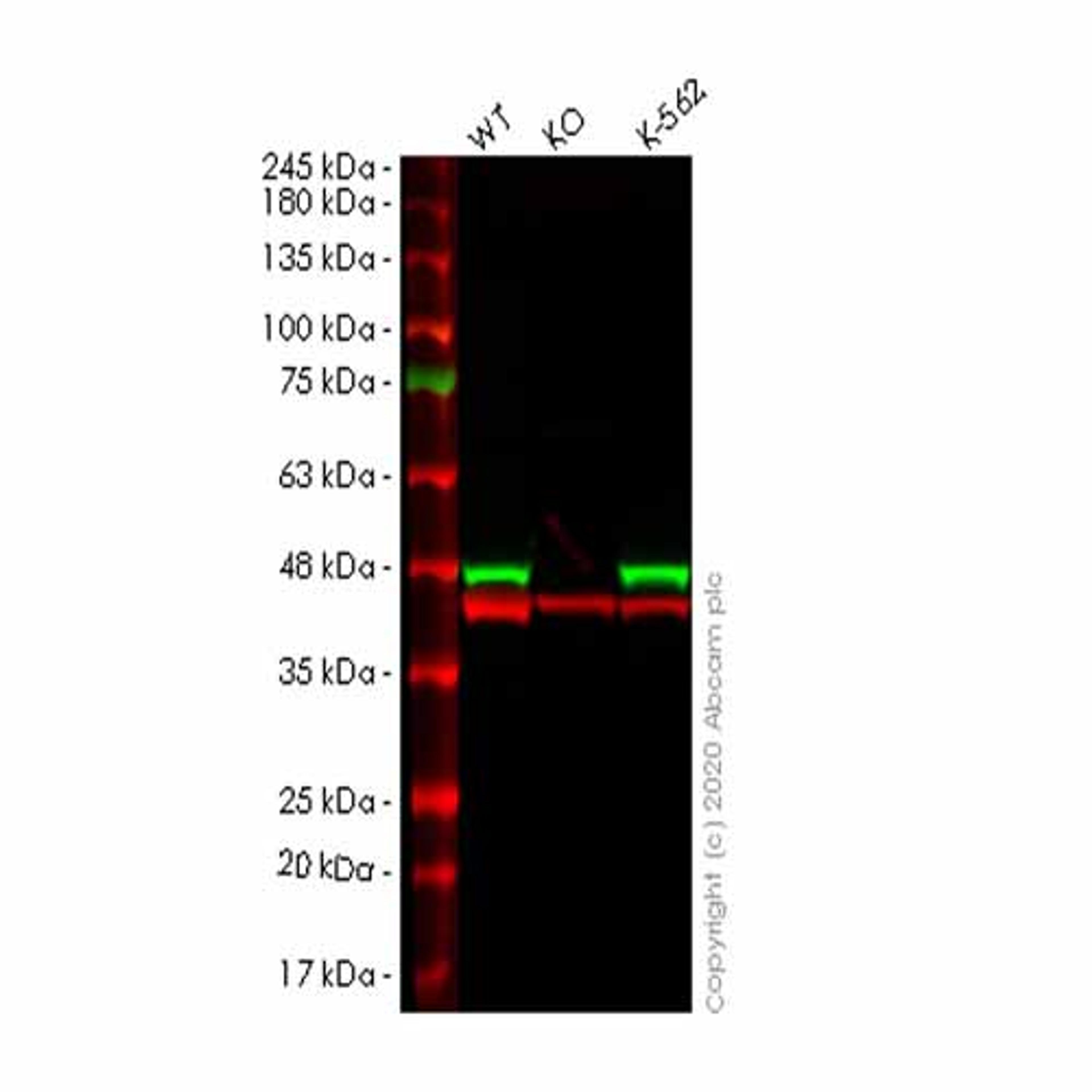 Human PPID (Cyclophilin 40) knockout HeLa cell line - Abcam plc - Life Sciences
