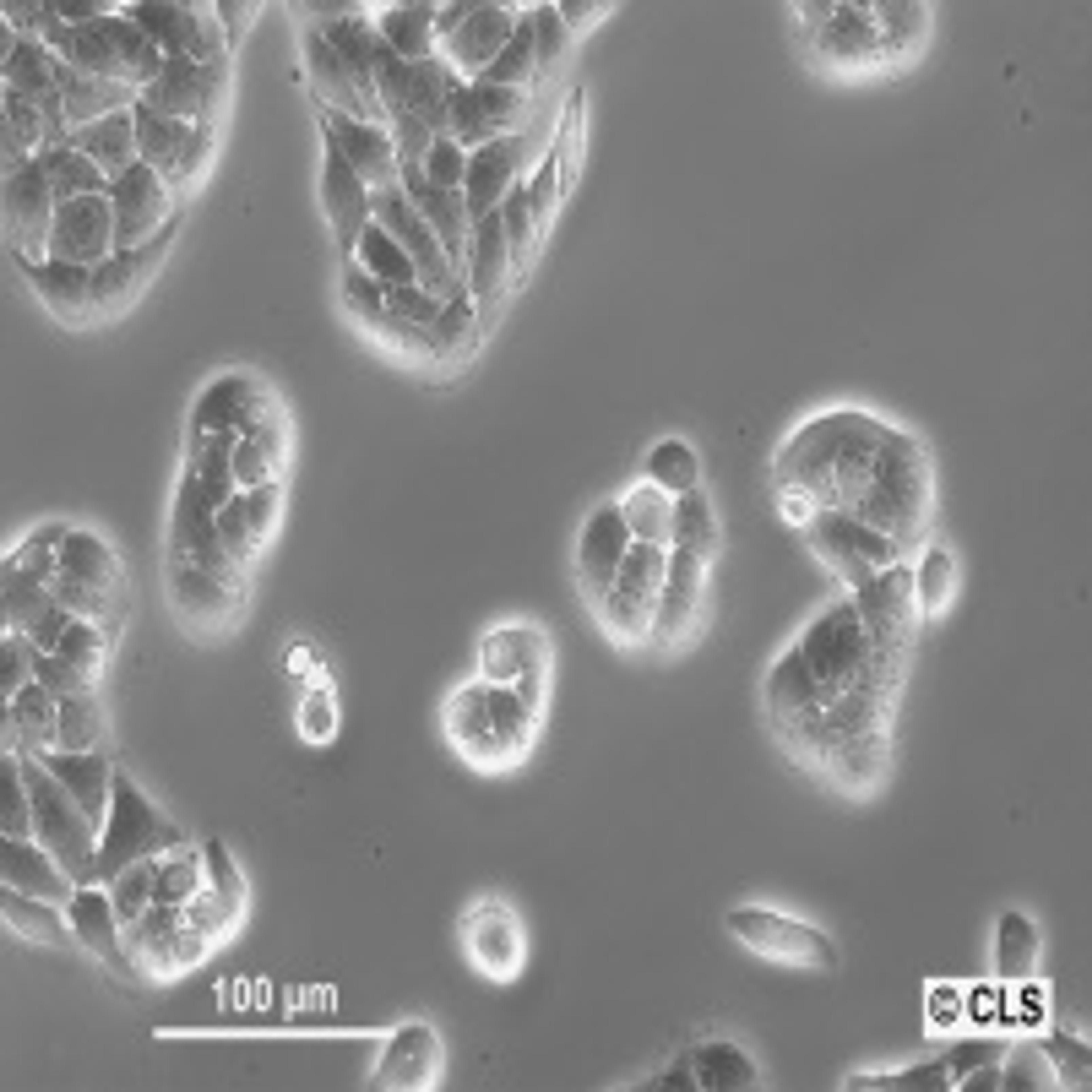 CC531 - Cell Lines Service GmbH - Life Sciences