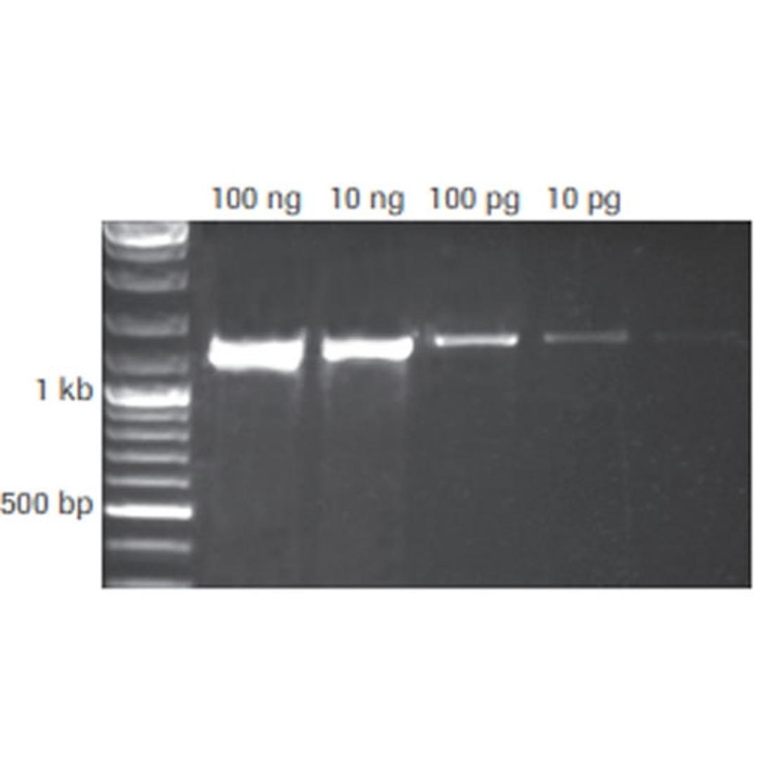 KAPA2G Fast PCR Kits - Roche - Life Sciences