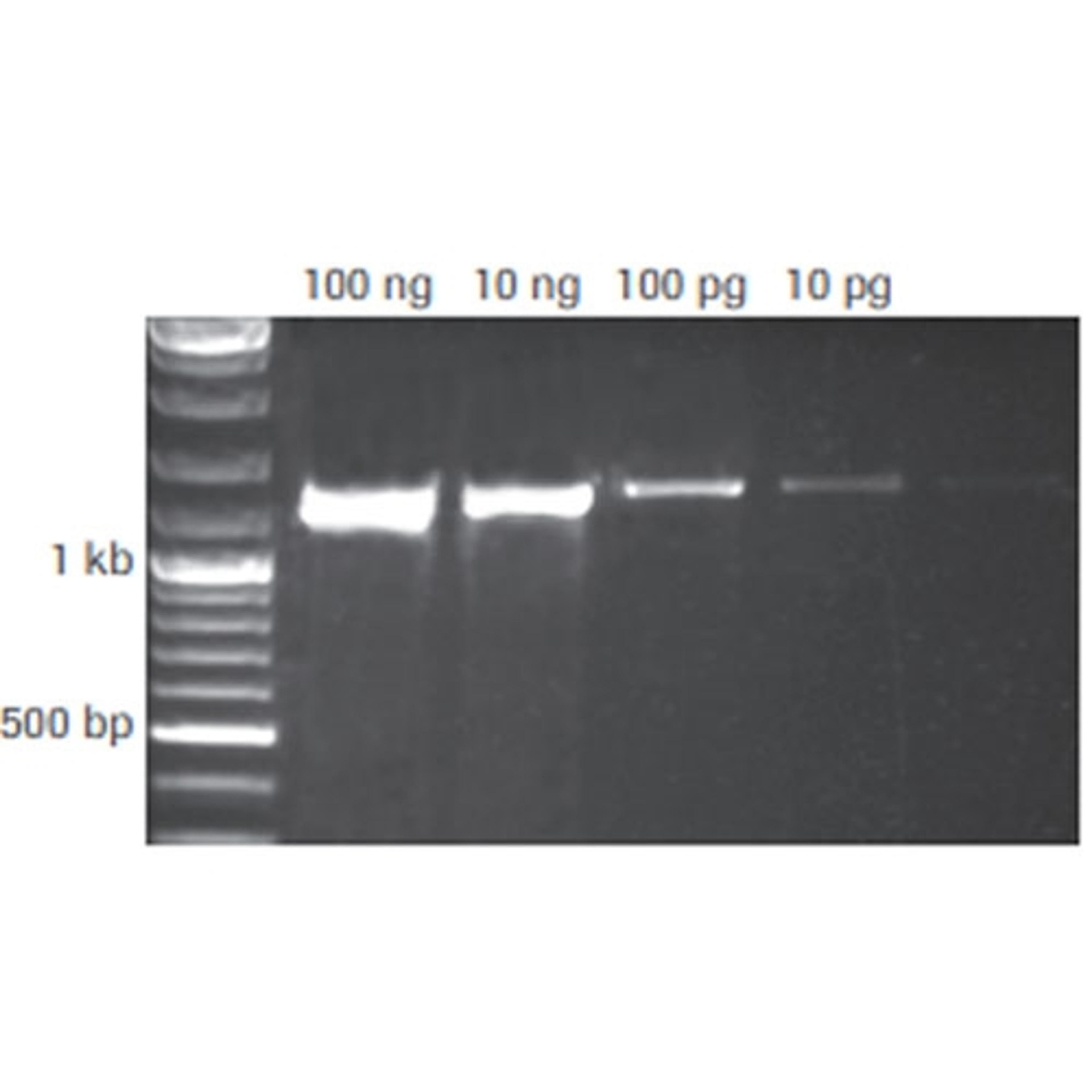 KAPA2G Fast PCR Kits - Roche - Life Sciences
