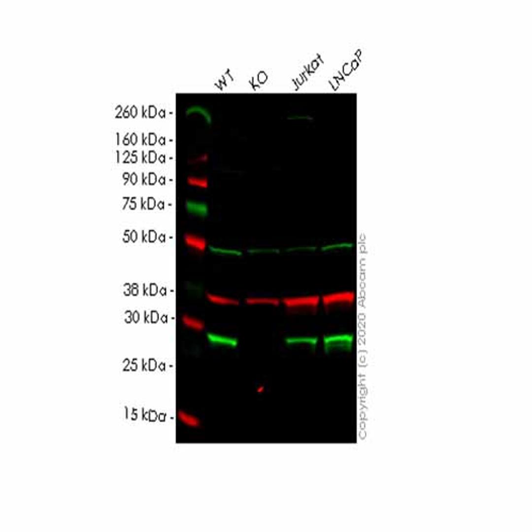 Human ANP32B (PHAPI2/APRIL) knockout HEK293T cell line - Abcam plc - Life Sciences