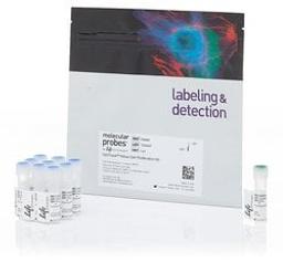Invitrogen™ CellTrace™ Yellow Cell Proliferation Kit - Thermo Fisher Scientific - Life Sciences