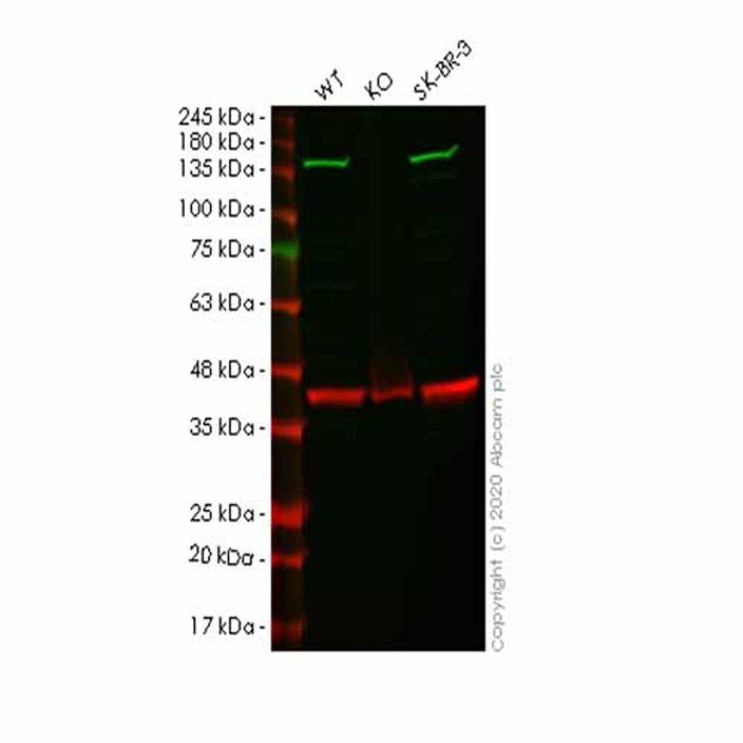 Human IPO9 (Importin 9/RANBP9) knockout HeLa cell line - Abcam plc - Life Sciences