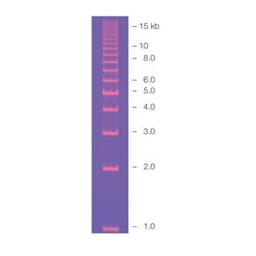 EZ Load 1 kb Molecular Ruler - Bio-Rad - Life Sciences