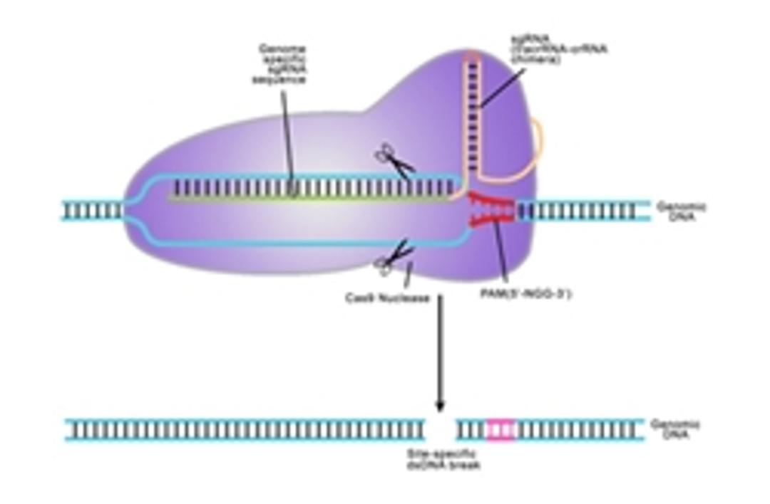 CRISPR-Cas9 Custom Services - GeneCopoeia - Life Sciences