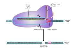 CRISPR-Cas9 Custom Services - GeneCopoeia - Life Sciences