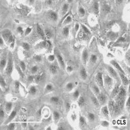 CaCo-2 - Cell Lines Service GmbH - Life Sciences