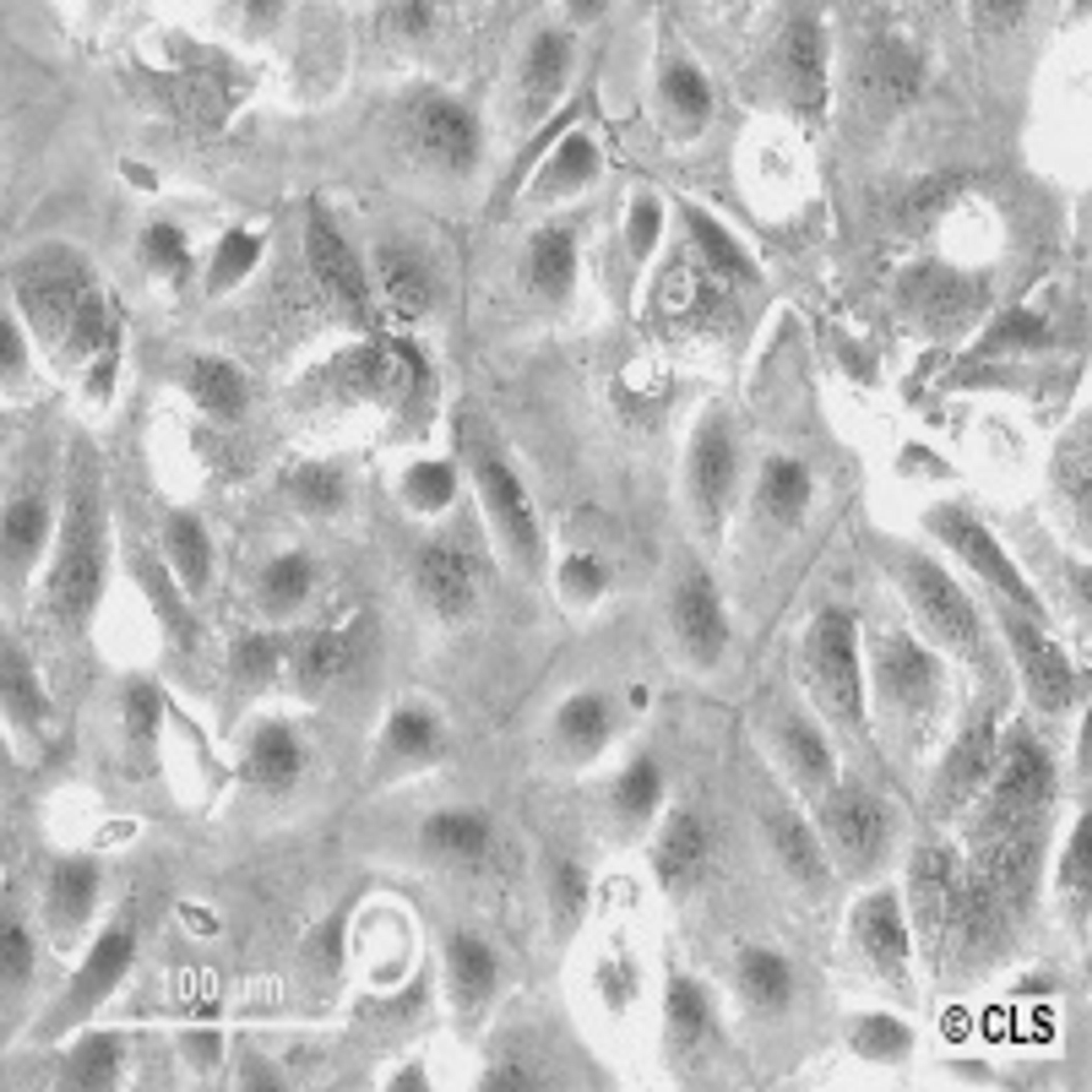 CaCo-2 - Cell Lines Service GmbH - Life Sciences