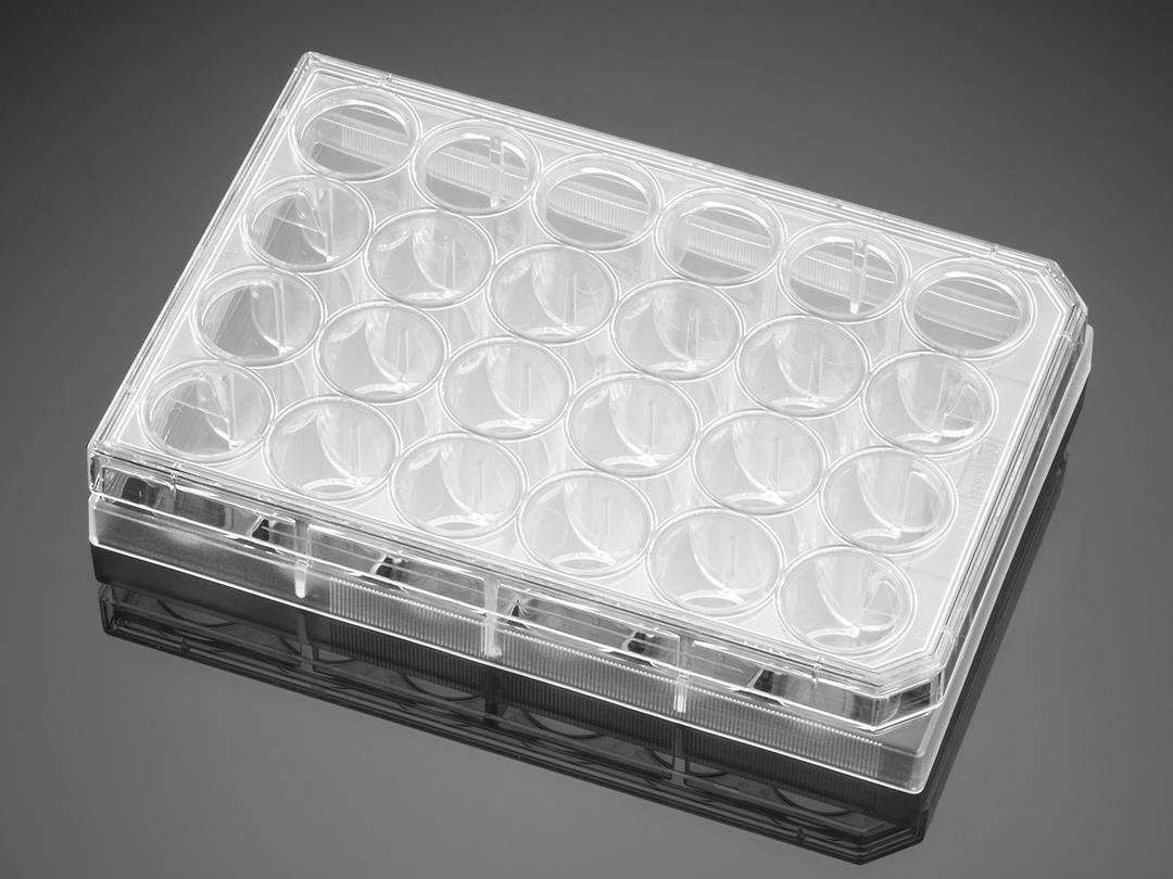 Poly-D-Lysine/Laminin 24 Well Clear Flat Bottom TC-Treated Multiwell Plate, with Lid, 5/Case - Corning Life Sciences - Life Sciences