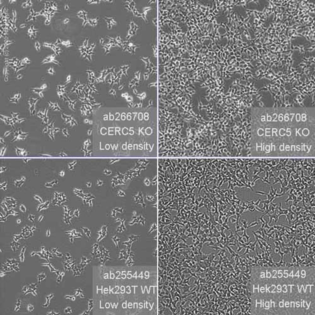 Human CECR5 knockout HEK293T cell line - Abcam plc - Life Sciences