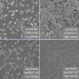 Human CECR5 knockout HEK293T cell line - Abcam plc - Life Sciences