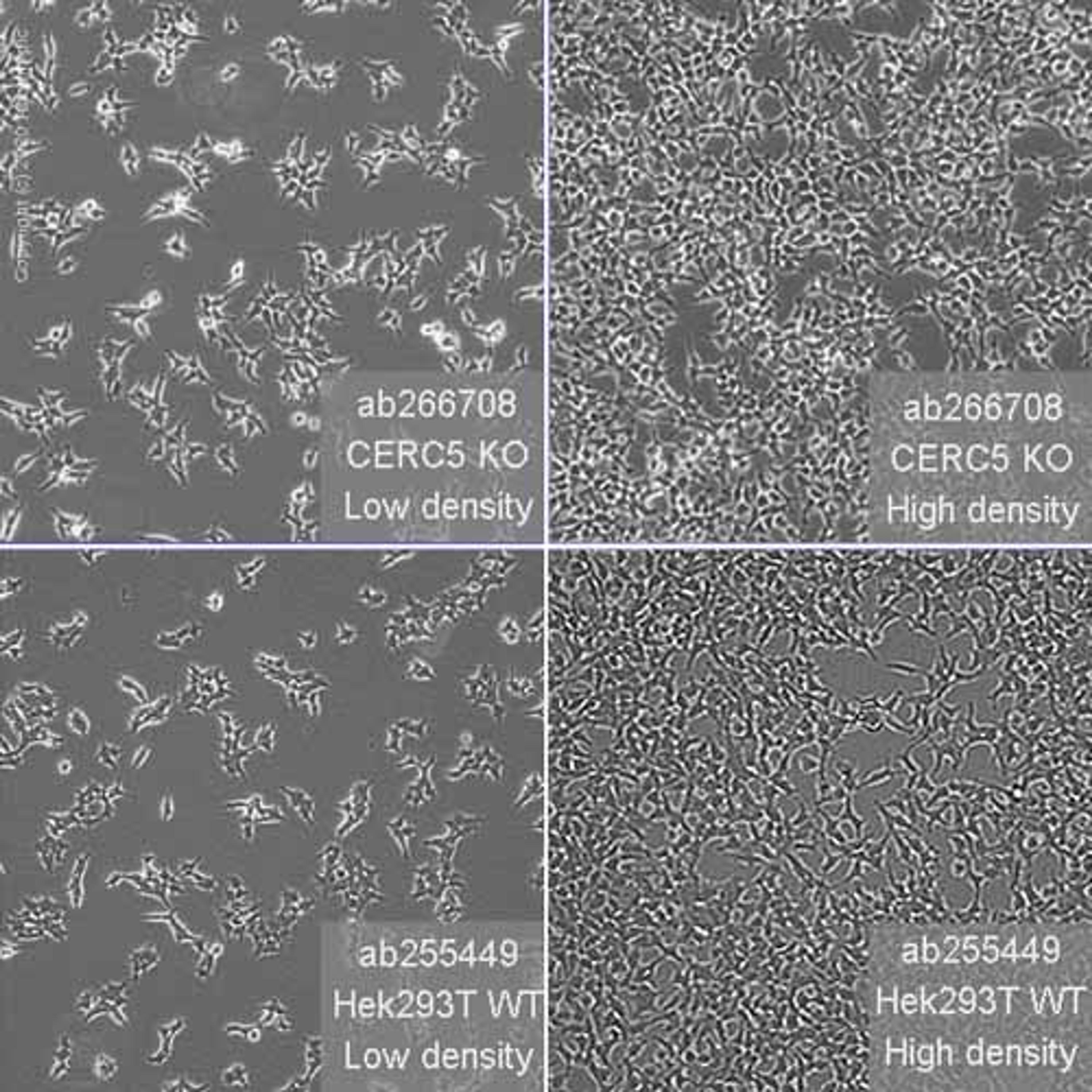 Human CECR5 knockout HEK293T cell line - Abcam plc - Life Sciences