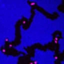 Cell Motility V2 Image Analysis BioApplication for Cancer Research - null - Life Sciences