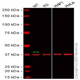 Human TRIB3 knockout HCT116 cell line - Abcam plc - Life Sciences
