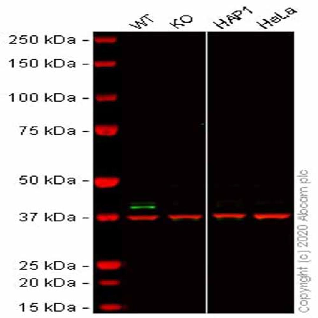 Human TRIB3 knockout HCT116 cell line - Abcam plc - Life Sciences