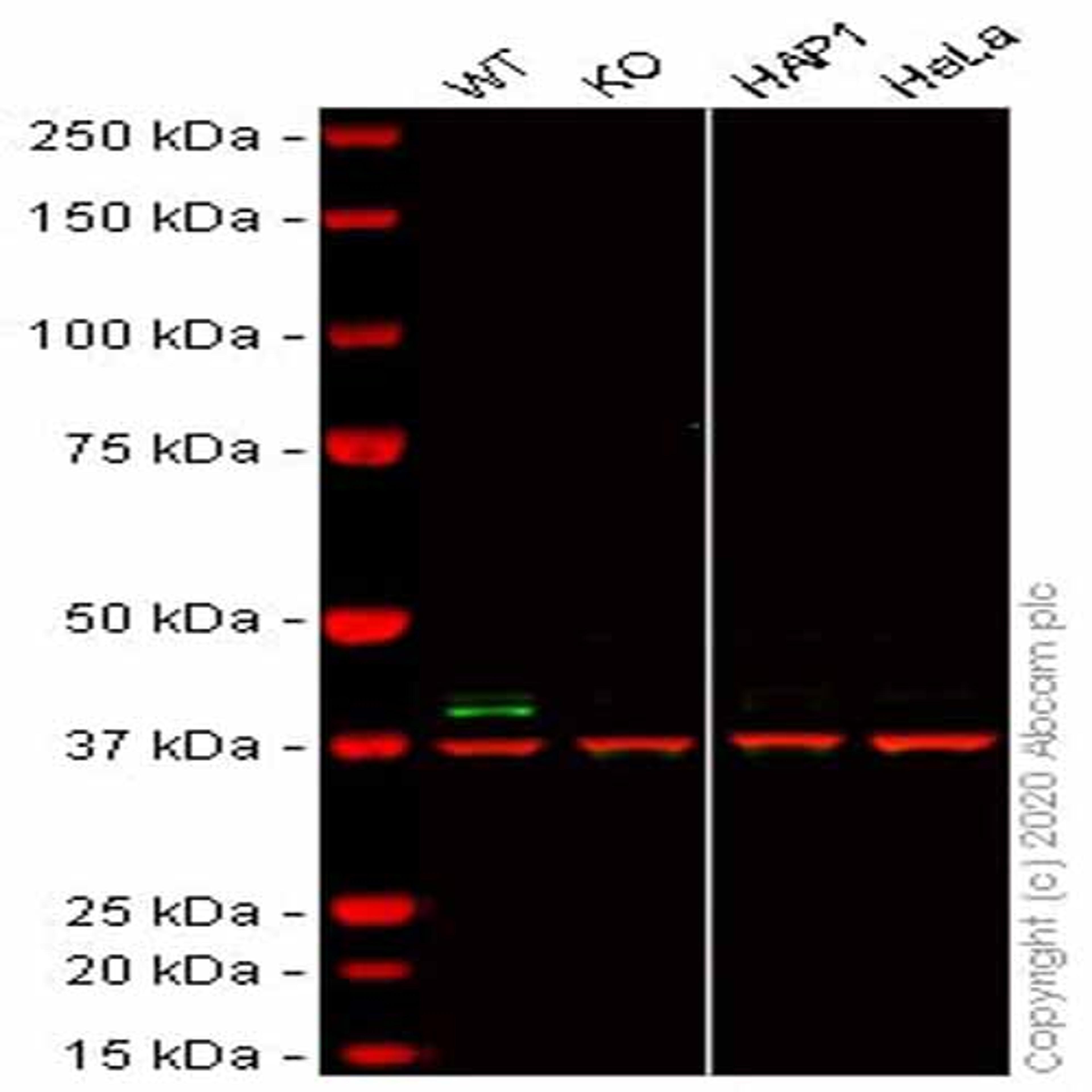 Human TRIB3 knockout HCT116 cell line - Abcam plc - Life Sciences