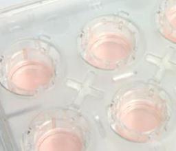 Thermo Scientific™ Nunc™ Cell Culture Inserts - Thermo Fisher Scientific - Life Sciences