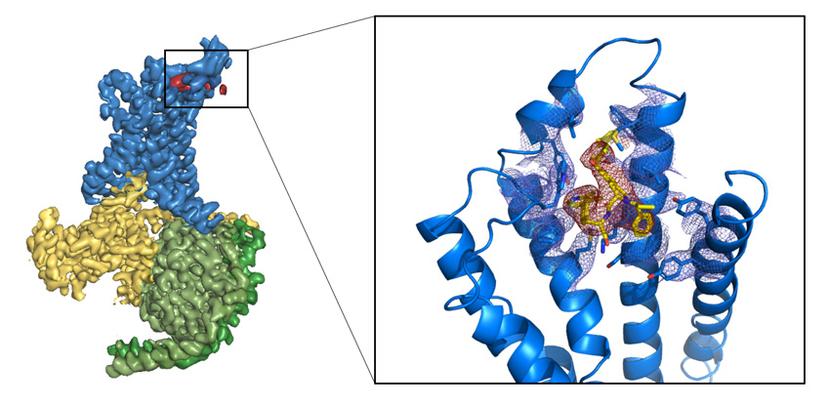Cryo-EM density map of glucagon-like peptide-1 receptor (GLP1R)