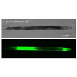 RediStain™ WormDye Live/Dead Green - InVivo Biosystems - Life Sciences