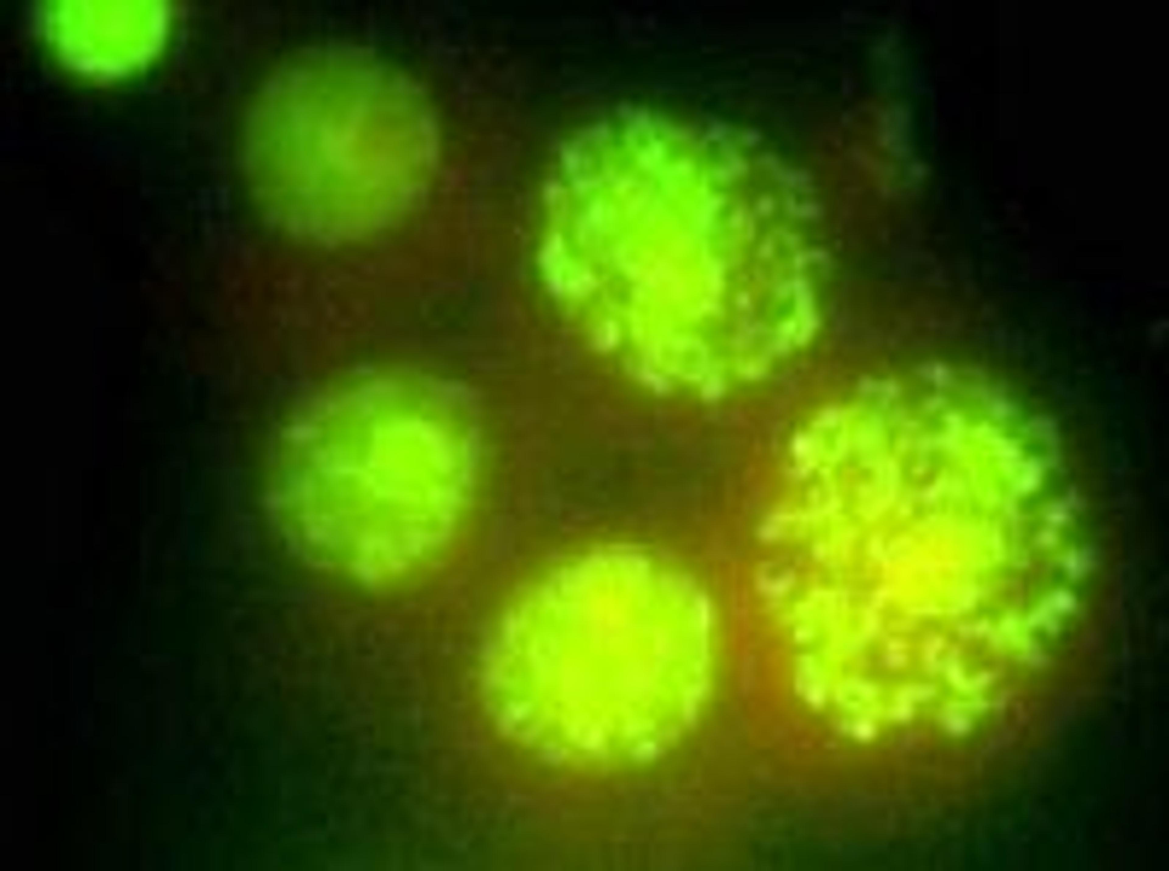 GreenScreen HC - Gentronix Ltd. - Life Sciences